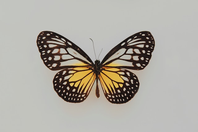 A monarch butterfly